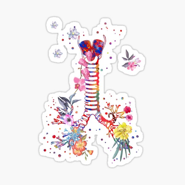 Windpipe, windpipe anatomy, watercolor windpipe Sticker
