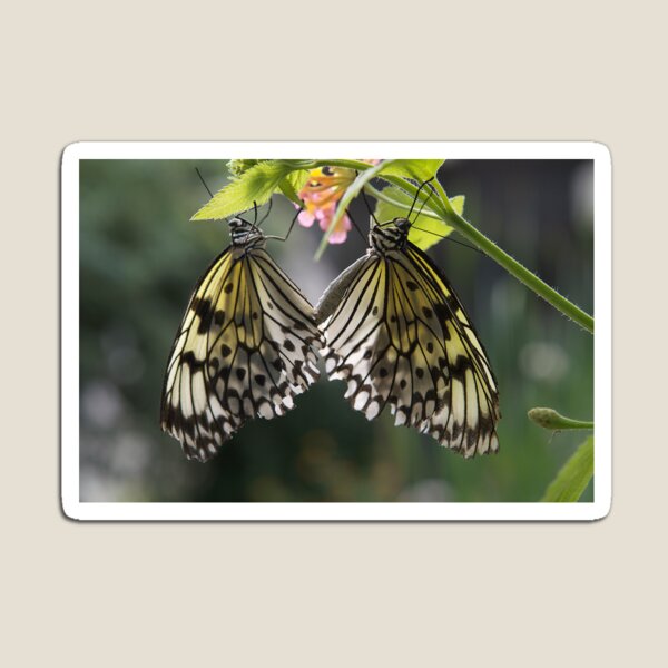Item preview, Butterfly Duo designed and sold by Eunice Gibb.