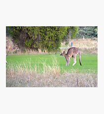 Kangaroos Photographic Print