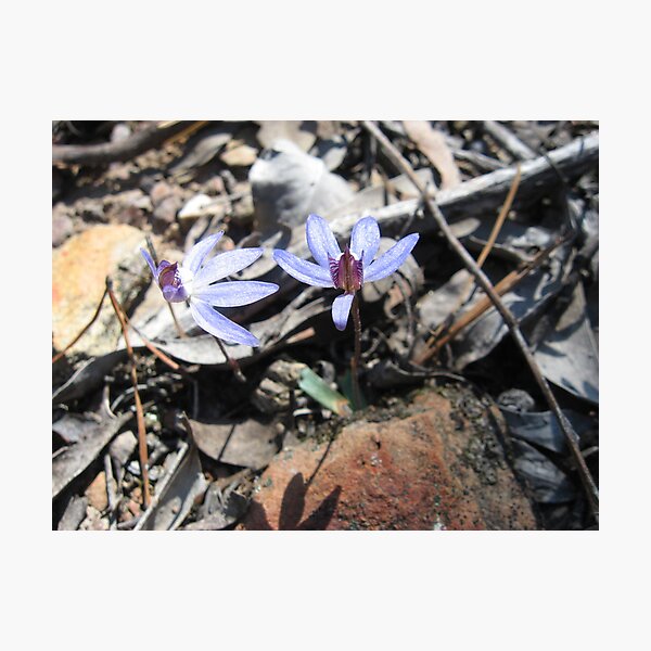 Item preview, Native orchid designed and sold by chelle.