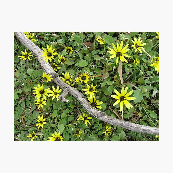 Wild daisy Photographic Print