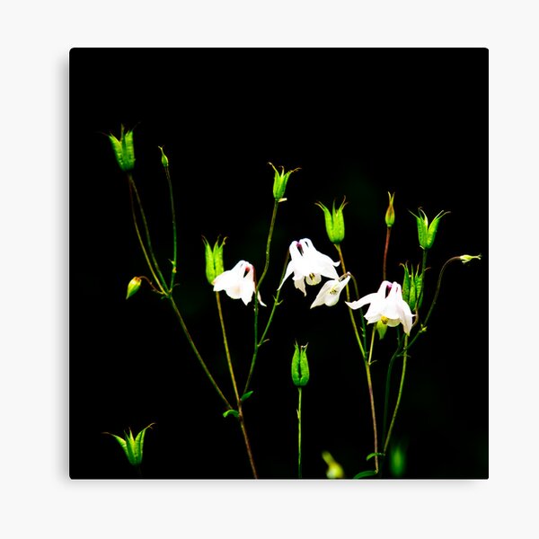 Contrast Canvas Print