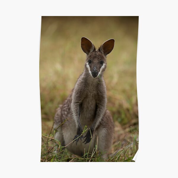 Cutie Pie Poster