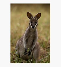 Cutie Pie Photographic Print