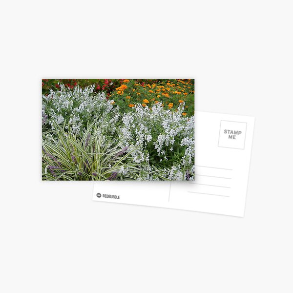 THE GARDEN Postcard