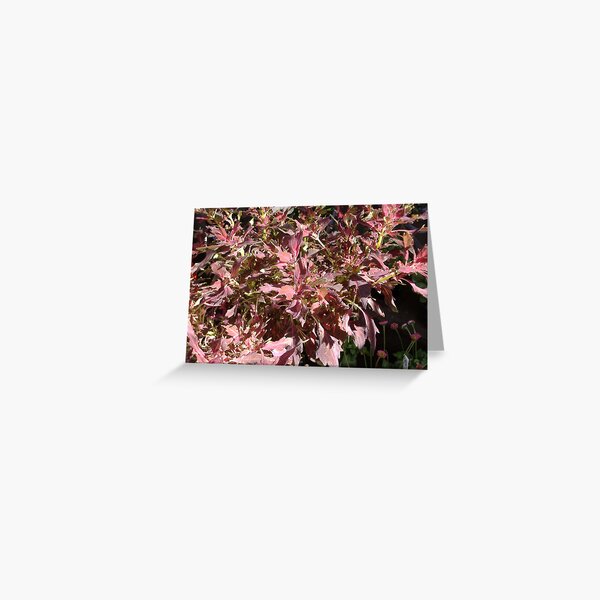 THE LEAVES OF THE SEASON Greeting Card