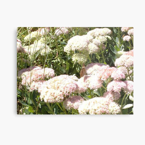THE FLOWERS OF BEAVER DAM LAKE Metal Print