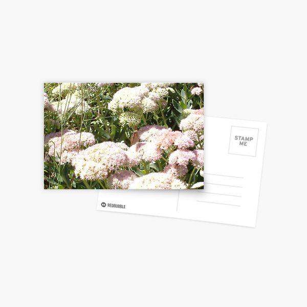 THE FLOWERS OF BEAVER DAM LAKE Postcard