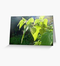 Bolsa de Amor Greeting Card