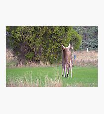 Kangaroos Photographic Print