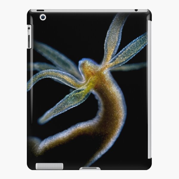 Hydra iPad Snap Case