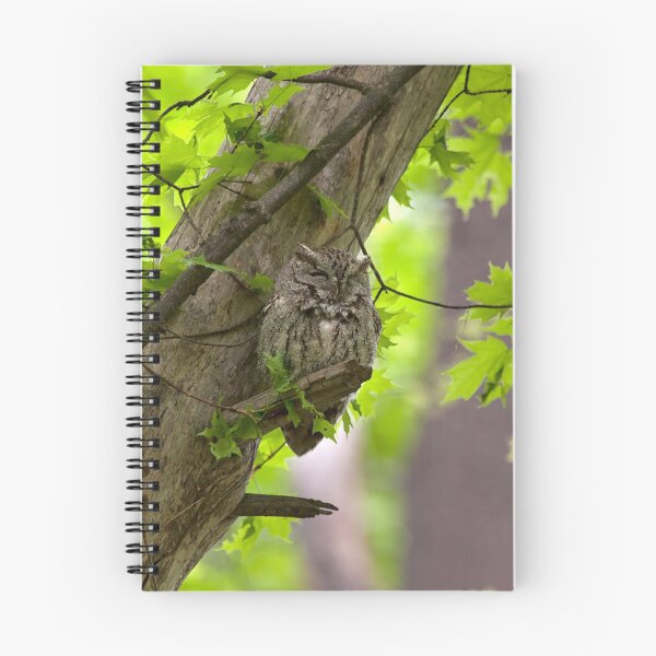 Aperçu de l'œuvre Eastern Screech Owl créée et vendue par Eunice Gibb.