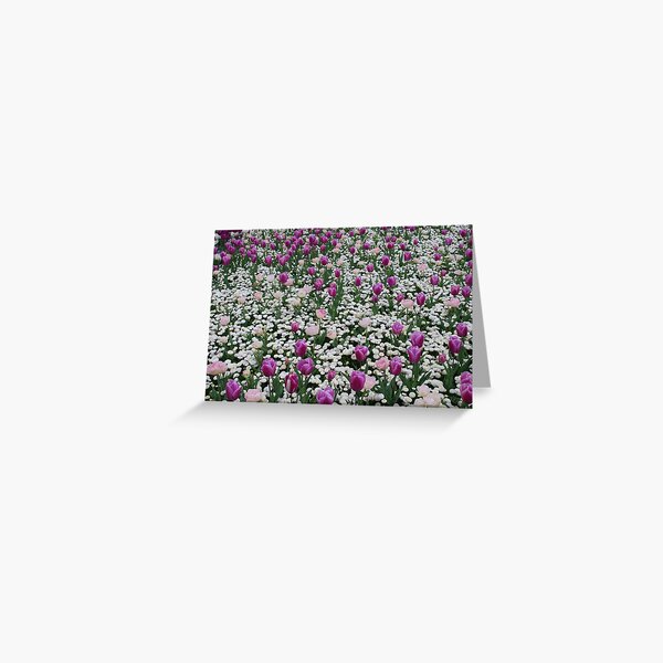 Field of Pink Greeting Card