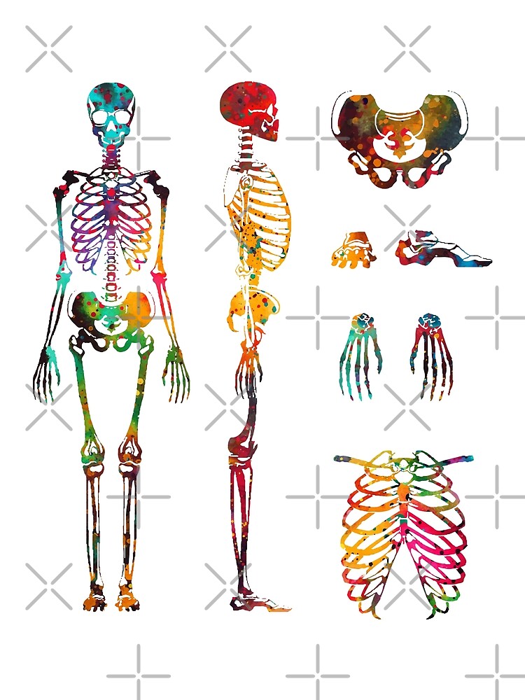 Skeleton body. Скелет человека. Анатомический скелет. Скелет человека цветной. Медицина скелет человека.