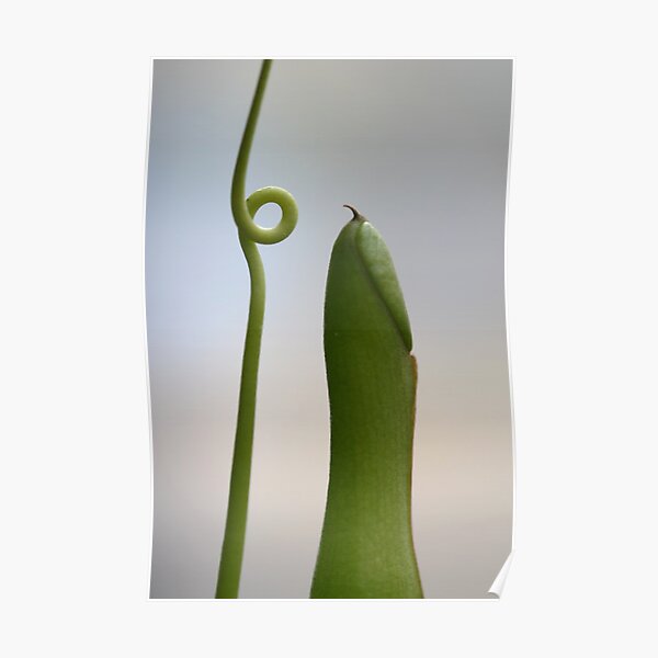 androgyne Poster