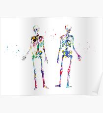 Human Body Skeleton Poster