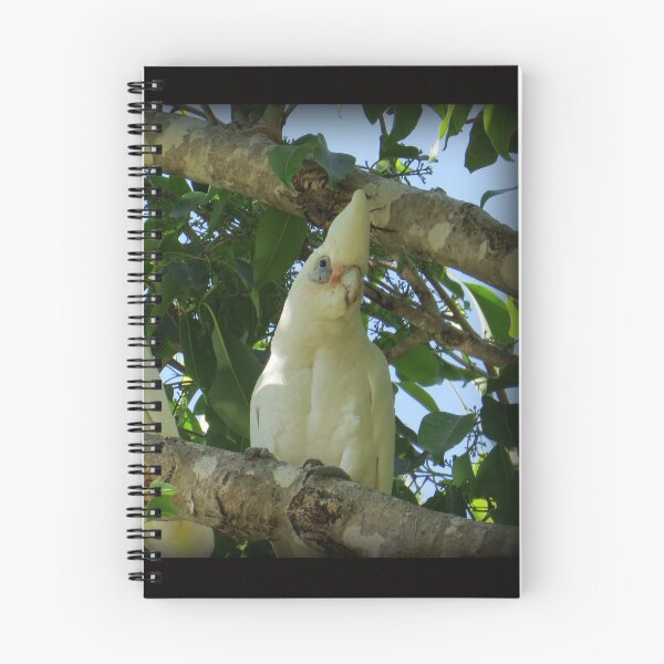 Item preview, Little Corellas designed and sold by Genevieve Hanlon Art and Photography.