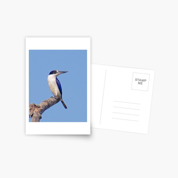 NT ~ KINGFISHER ~ Forest Kingfisher F3A4QQZ8 by David Irwin ~ WO Postcard