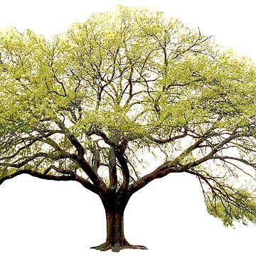 Artwork thumbnail, Oak Tree by thedrumstick