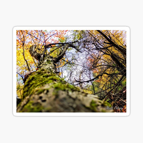 Fall up a tree Sticker