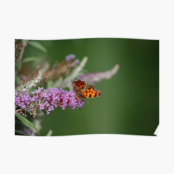 Eastern Comma Poster