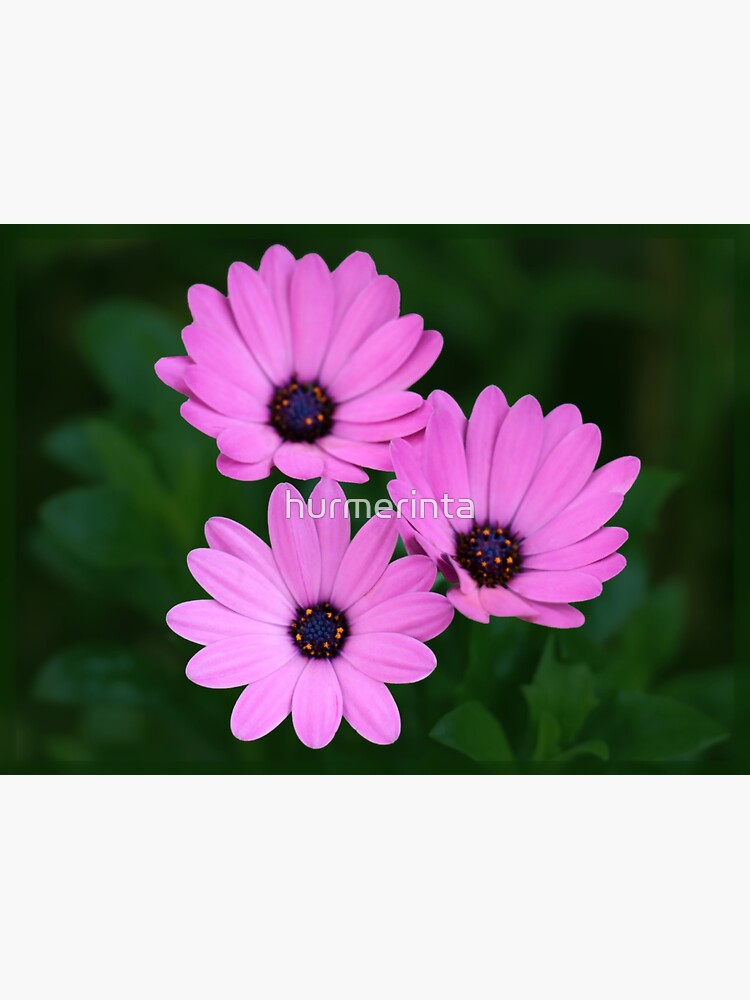 "Spanish Daisy Photo Art" Sticker for Sale by hurmerinta Redbubble