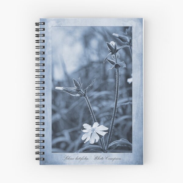 Item preview, Silene latifolia Cyanotype designed and sold by Creative by Design.