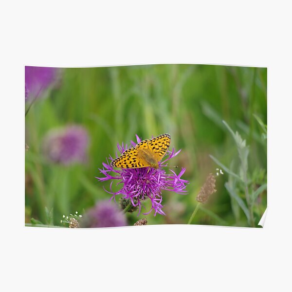 High Brown Fritillary Butterfly Poster