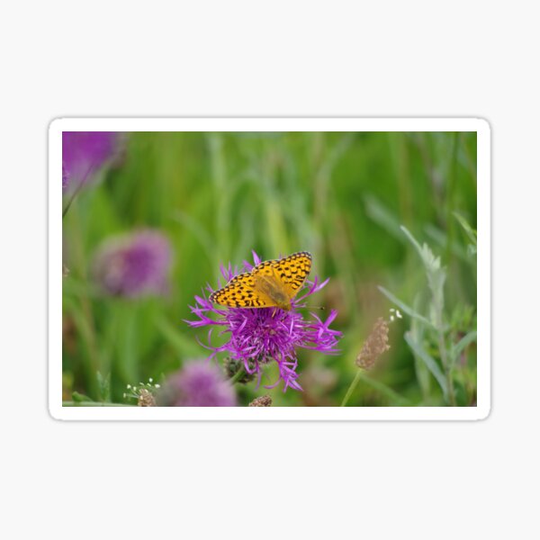 High Brown Fritillary Butterfly Sticker