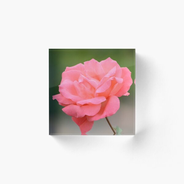 Rose Bloc acrylique