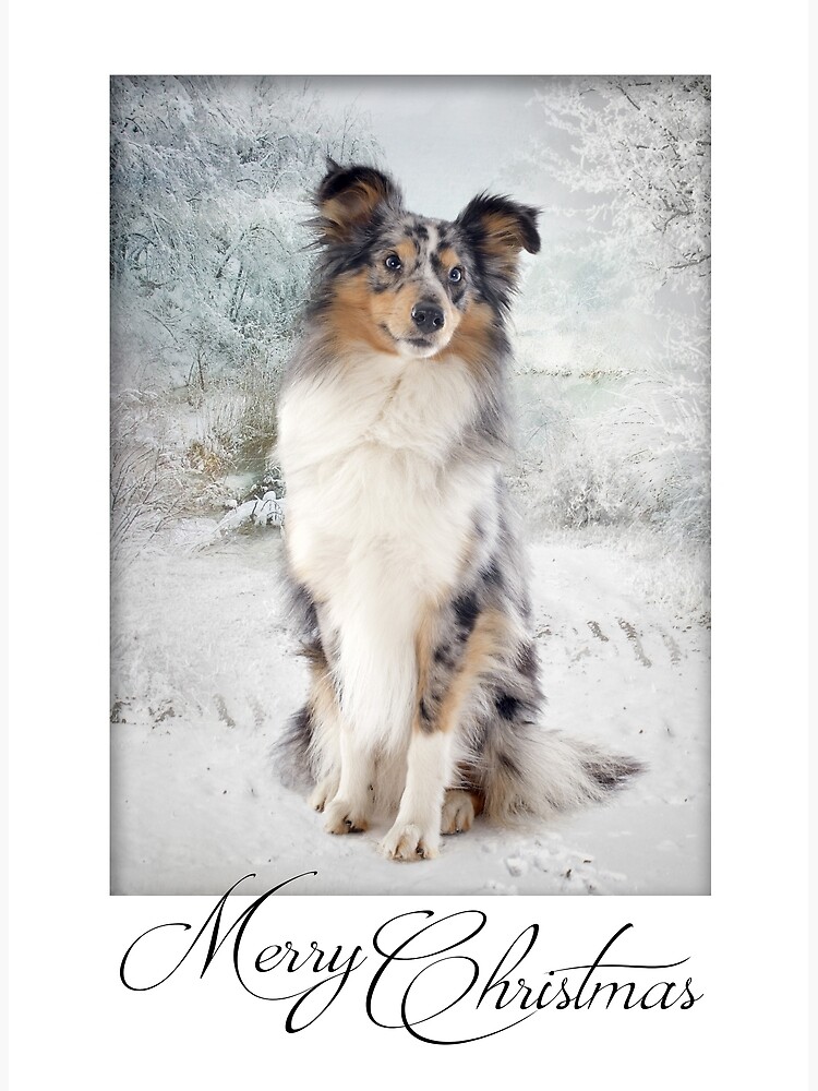 sheltie christmas