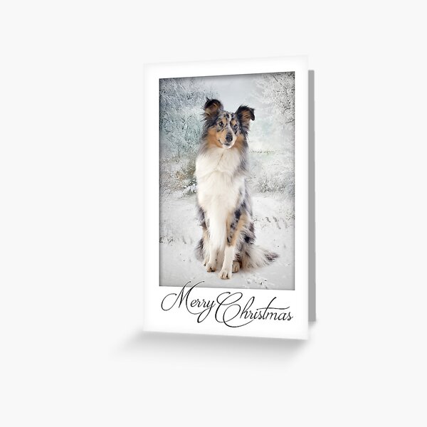 Item preview, Blue Merle Sheltie Christmas designed and sold by DogLove.