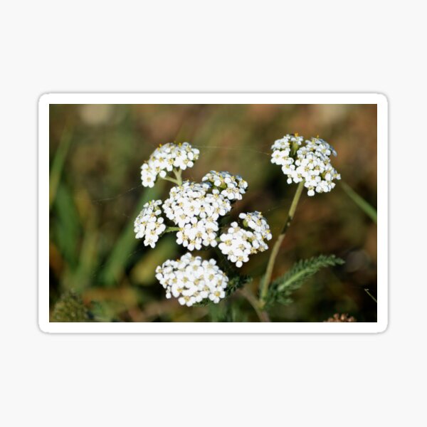Fleurs blanches Sticker