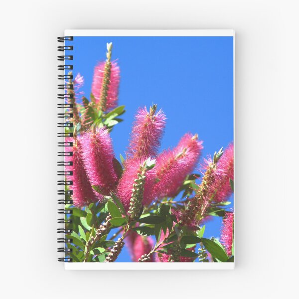 Item preview, Red Bottlebrush (Callistemon), Australia designed and sold by Geoffrey Higges.