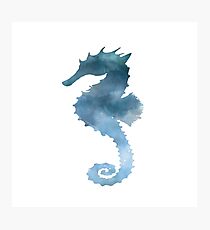 Seahorse Photographic Print