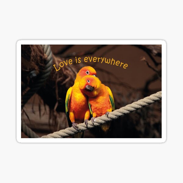 Sonnensittiche - Love is everywhere Sticker