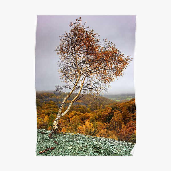 Autumn heart shaped tree Poster