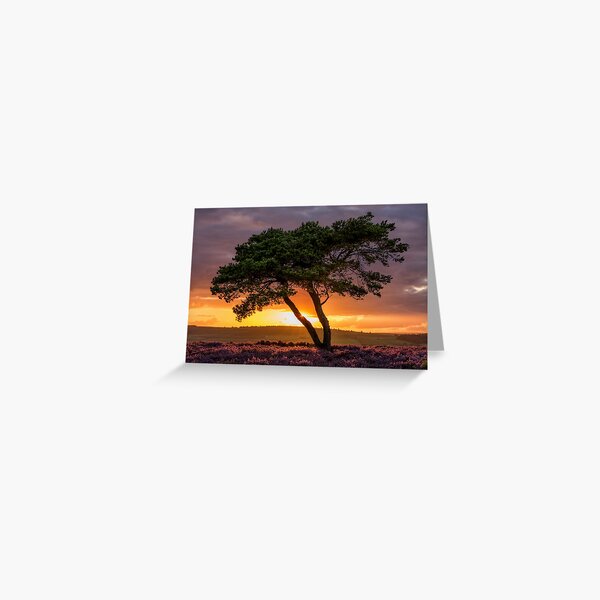 Egton tree sunset Greeting Card