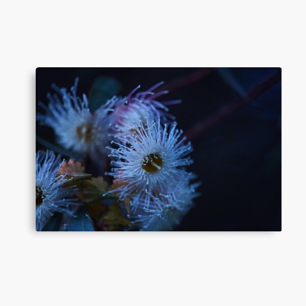 Item preview, Flowering Mallee Tree designed and sold by imaginethis.