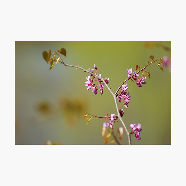 Redbud Branch Photographic Print
