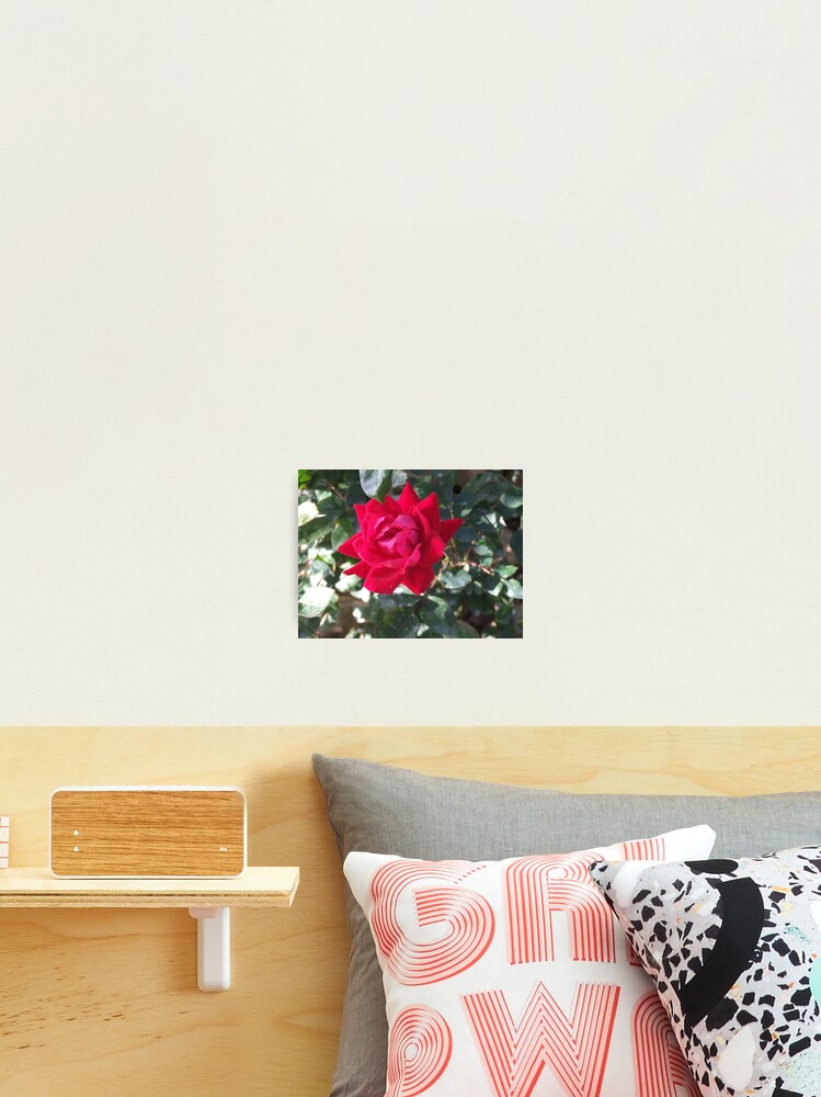 Aperçu 2 sur 3. Impression photo avec l'œuvre '' LA ROSE ROUGE '' créée et vendue par WINTERROSE.
