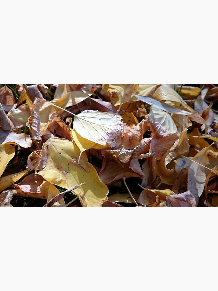 Herbst-Laub von Gourmetkater
