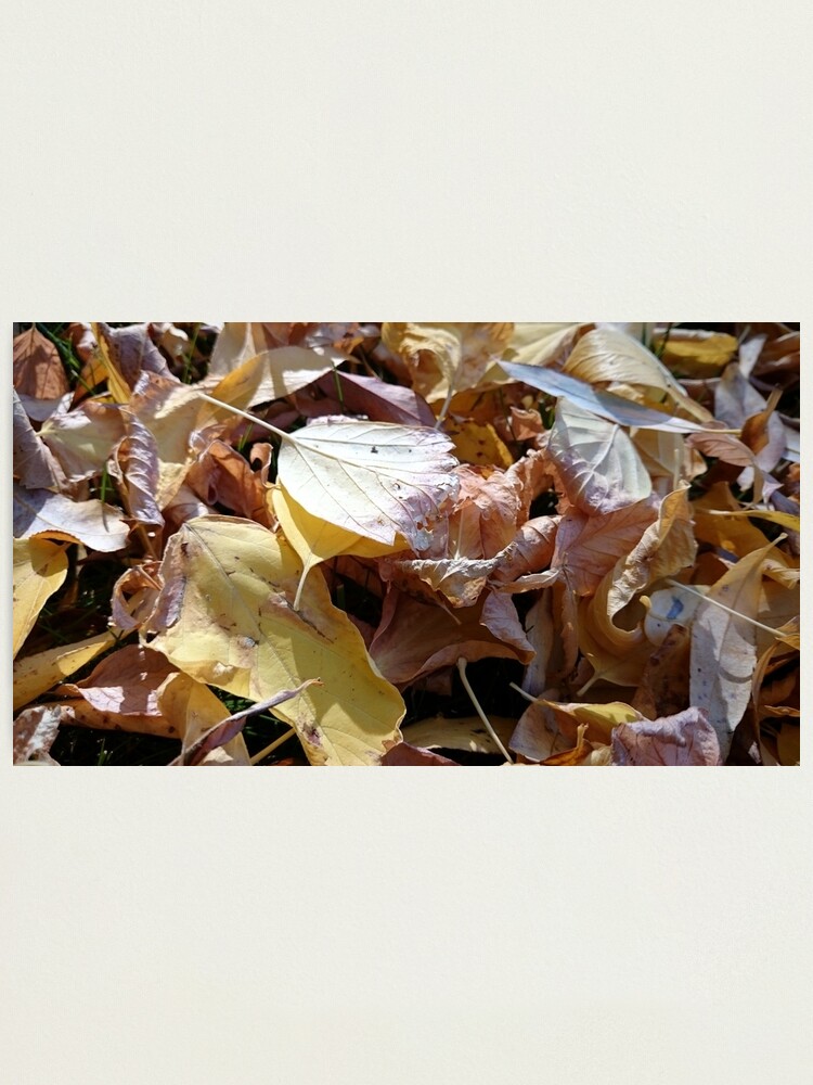 Alternative Ansicht von Herbst-Laub Fotodruck