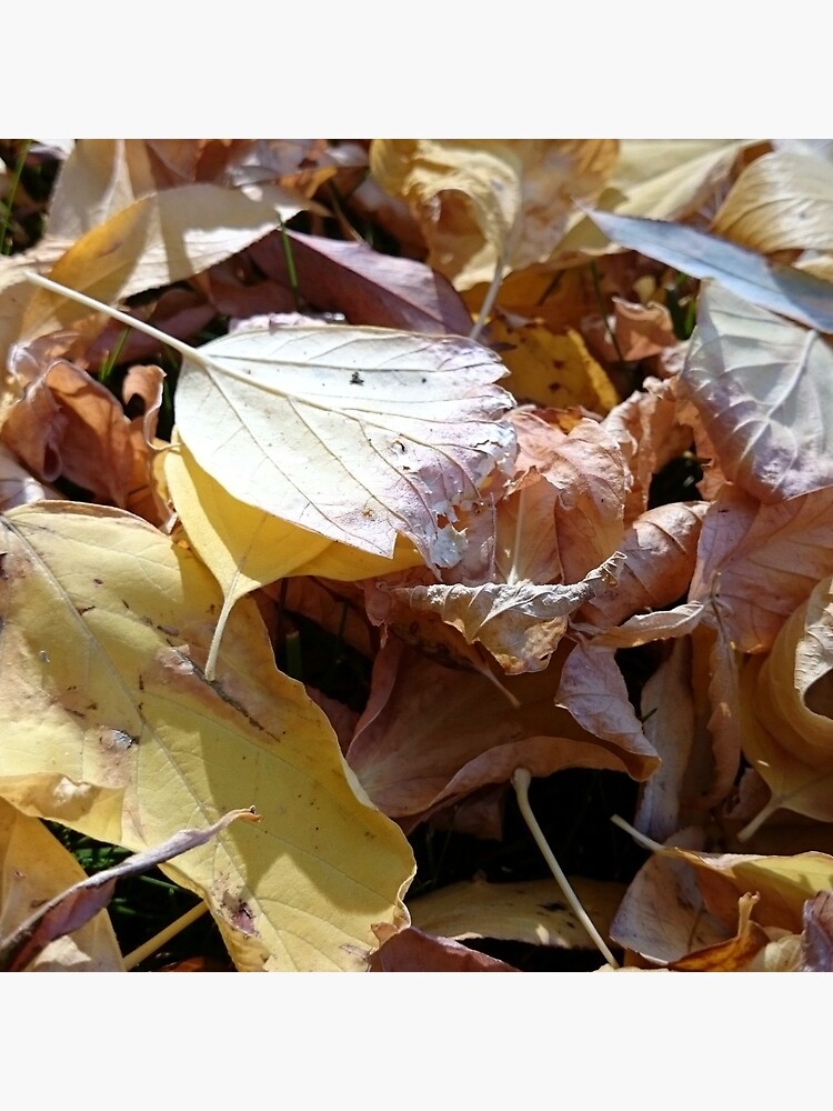 Herbst-Laub von Gourmetkater