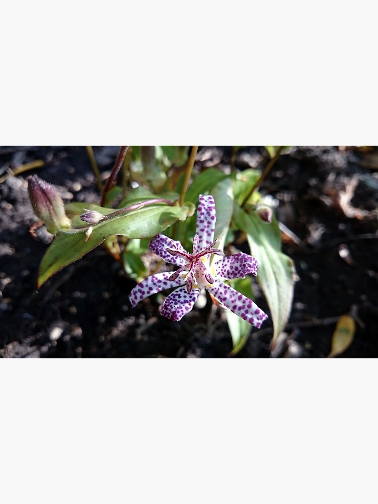 Kröten-Orchidee von Gourmetkater