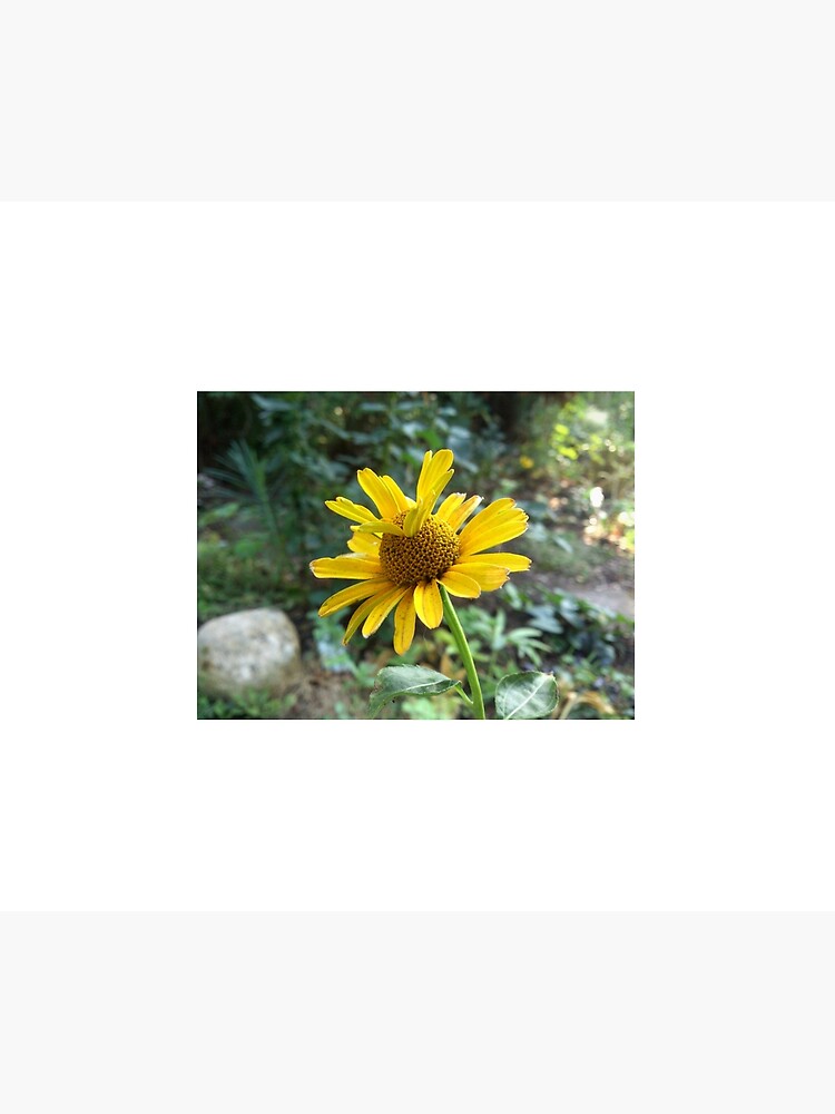 Gelbe Blüte von Gourmetkater