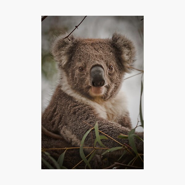 Item preview, Koala !! designed and sold by Lisa Kenny.