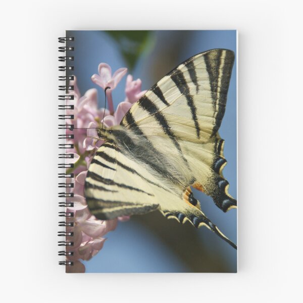 Item preview, Sail Swallowtail designed and sold by marens.