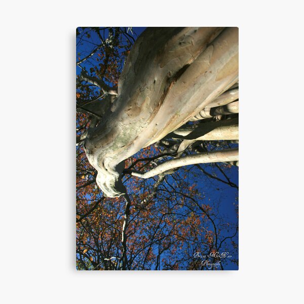 A Different Take on Things Canvas Print