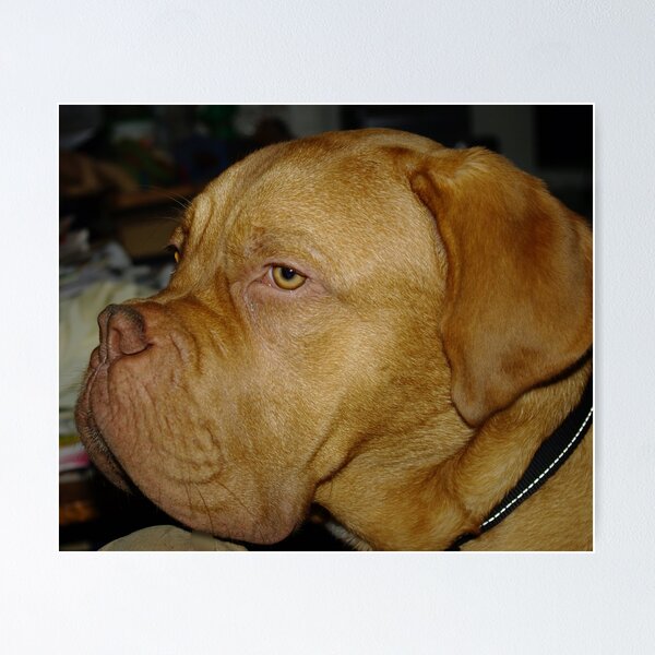 Artikelvorschau, Dogue de Bordeaux entworfen und verkauft von Cantus.